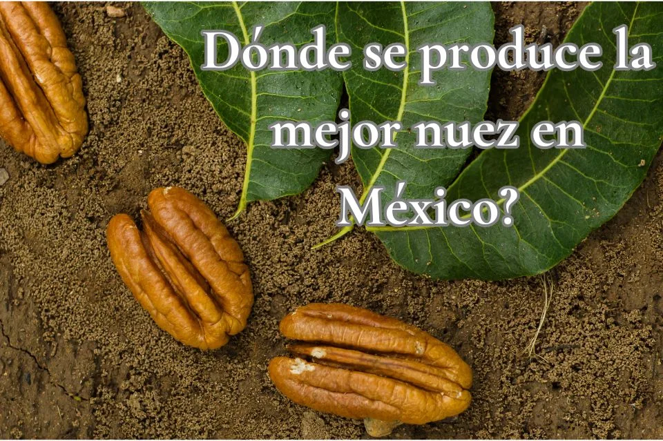 Donde se produce la mejor nuez en México?